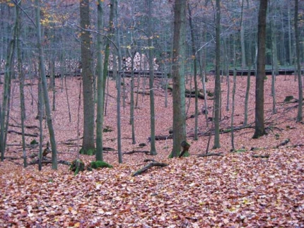 Bild 2 von Doline am Schrödersberg